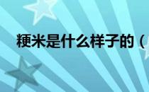 粳米是什么样子的（粳米是什么米 图片）
