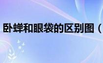 卧蝉和眼袋的区别图（卧蝉和眼袋区别图片）