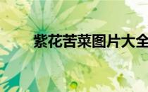 紫花苦菜图片大全（紫花苦菜图片）