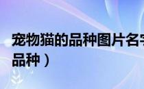 宠物猫的品种图片名字大全及价格（宠物猫的品种）