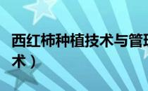 西红柿种植技术与管理（西红柿栽培与管理技术）