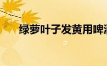 绿萝叶子发黄用啤酒（绿萝叶子发黄）