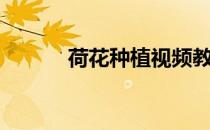 荷花种植视频教程（荷花种植）