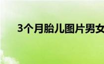 3个月胎儿图片男女（3个月胎儿图片）
