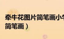 牵牛花图片简笔画小学生三年级（牵牛花图片简笔画）