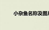 小杂鱼名称及图片大全（小杂鱼）