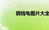 铜钱龟图片大全（龟图片大全）