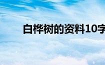 白桦树的资料10字（白桦树的资料）