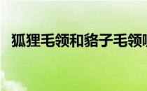 狐狸毛领和貉子毛领哪个高档（狐狸毛领）