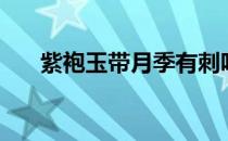 紫袍玉带月季有刺吗（紫袍玉带月季）