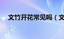 文竹开花常见吗（文竹开花有什么兆头）
