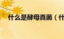 什么是酵母真菌（什么是酵母抽提物？）