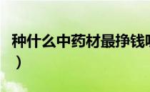 种什么中药材最挣钱呢（种什么中药材最挣钱）
