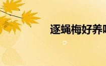 逐蝇梅好养吗（逐蝇梅）