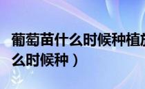葡萄苗什么时候种植放在什么地方（葡萄苗什么时候种）