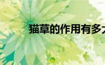 猫草的作用有多大（猫草的作用）
