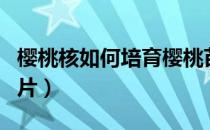 樱桃核如何培育樱桃苗（樱桃核种盆栽教程图片）