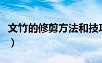 文竹的修剪方法和技巧（文竹的修剪方法图解）