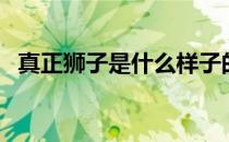 真正狮子是什么样子的（真正狮子怎么画）