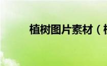 植树图片素材（植树图片简笔画）