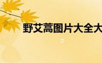 野艾蒿图片大全大图（野艾蒿图片）