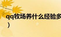 qq牧场养什么经验多（qq牧场为什么进不去）