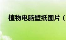 植物电脑壁纸图片（电脑宝宝植物图片）