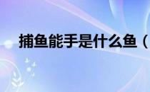 捕鱼能手是什么鱼（捕鱼能手是什么鸟）