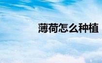 薄荷怎么种植（薄荷怎么种）