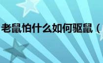 老鼠怕什么如何驱鼠（老鼠怕什么 如何驱鼠）
