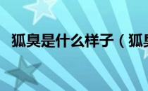 狐臭是什么样子（狐臭是什么样子的图片）