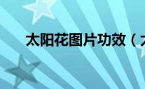 太阳花图片功效（太阳花图片简笔画）