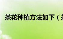 茶花种植方法如下（茶花种植方法及养护）