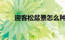 迎客松盆景怎么种植（迎客松盆景）