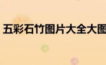 五彩石竹图片大全大图唯美（五彩石竹图片）