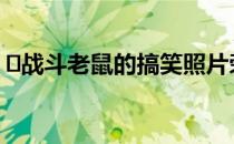 ​战斗老鼠的搞笑照片荣获Lumix人民选择奖