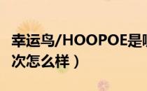幸运鸟/HOOPOE是哪个国家的品牌（什么档次怎么样）