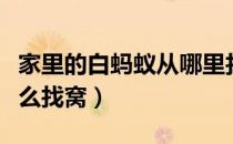 家里的白蚂蚁从哪里找出来（家里的飞蚂蚁怎么找窝）