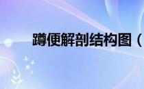 蹲便解剖结构图（蹲式厕所结构图）