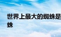 世界上最大的蜘蛛是什么蛛 世界上最大的蜘蛛