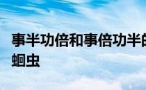 事半功倍和事倍功半的意思分别是什么肚里的蛔虫