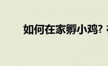 如何在家孵小鸡? 在家孵小鸡的方法