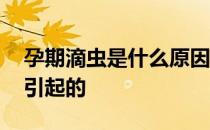 孕期滴虫是什么原因引起的 滴虫是什么原因引起的