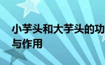 小芋头和大芋头的功效与作用 小芋头的功效与作用