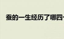 蚕的一生经历了哪四个阶段图片 蚕的一生