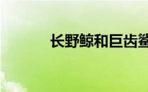 长野鲸和巨齿鲨哪个大 长野鲸