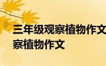 三年级观察植物作文300字含羞草 三年级观察植物作文