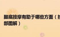 脚底按摩有助于哪些方面（按摩脚底板有什么好处,按摩脚底部图解）