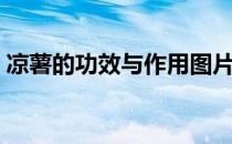 凉薯的功效与作用图片（凉薯的功效与作用）