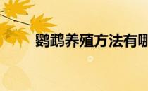 鹦鹉养殖方法有哪些 鹦鹉养殖方法